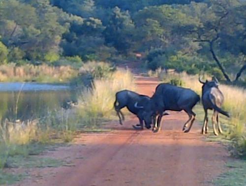 Lodge Olievenfontein Private Game Reserve