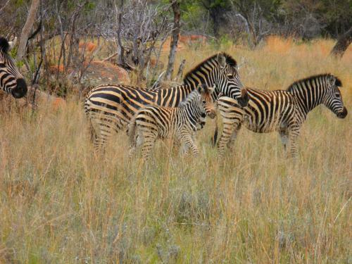 Lodge Olievenfontein Private Game Reserve