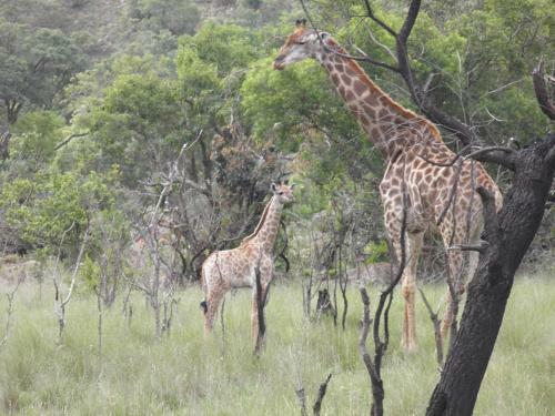 Lodge Olievenfontein Private Game Reserve
