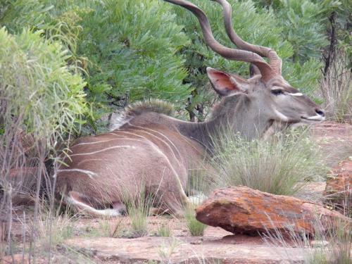 Lodge Olievenfontein Private Game Reserve
