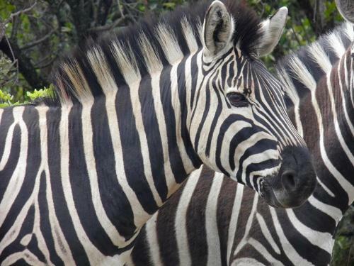 Lodge Olievenfontein Private Game Reserve