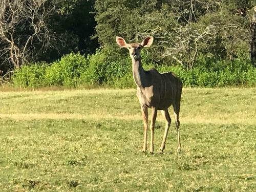 Lodge Olievenfontein Private Game Reserve