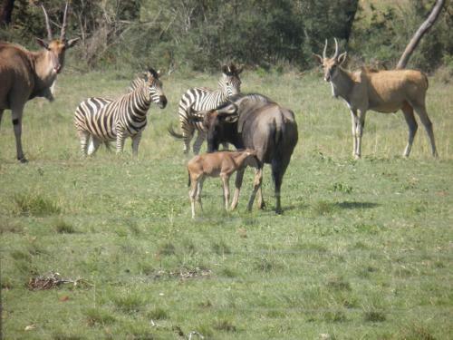 Lodge Olievenfontein Private Game Reserve