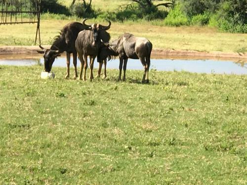 Lodge Olievenfontein Private Game Reserve
