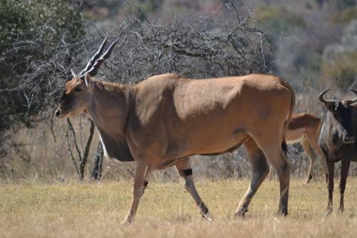 Lodge Olievenfontein Private Game Reserve