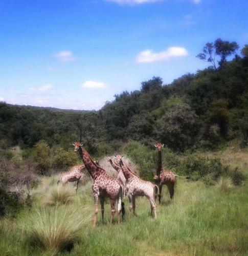 Lodge Olievenfontein Private Game Reserve