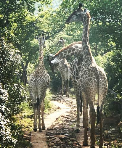 Lodge Olievenfontein Private Game Reserve