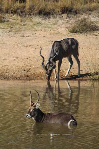 Lodge Olievenfontein Private Game Reserve