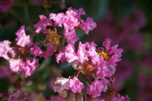 Bed & Breakfast Midrand Wild Goose Guest House