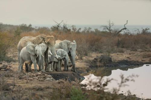 Royal Madikwe Luxury Safari Lodge
