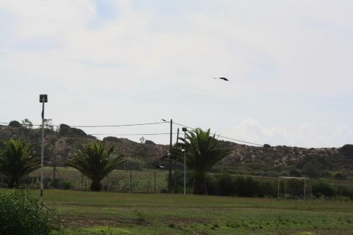 Campigir S�o Torpes