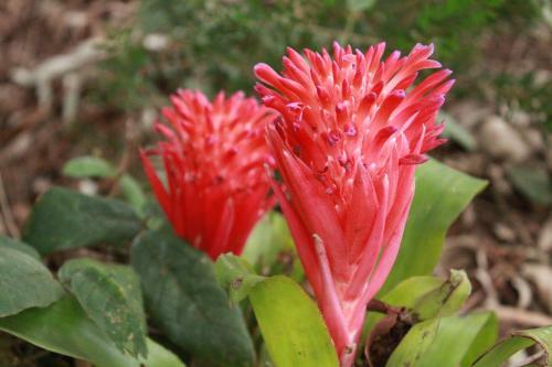 Motel Comfort Inn Foster