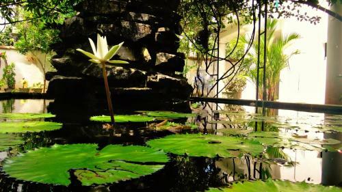 Bed & Breakfast French Lotus