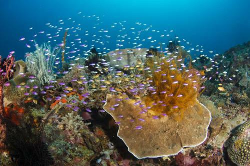 Viviendas Turisticas Punta Bulata White Beach Resort & Spa