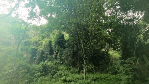 Agroturismo Caba�as La Jicarita