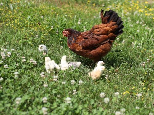 Hostal Tourist Farm Marjanca