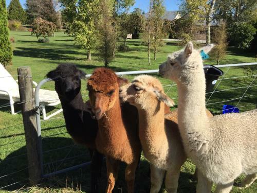 Hostal Ruapehu Country Lodge