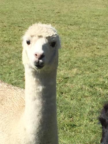 Hostal Ruapehu Country Lodge