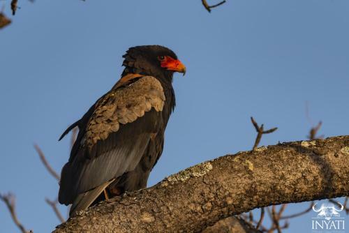 Inyati Game Lodge