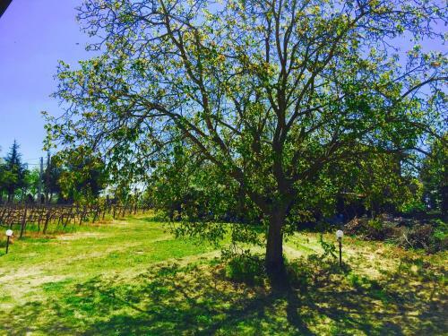 B&B Maremma Nel Tufo