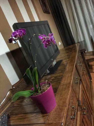 Hotel Oaza