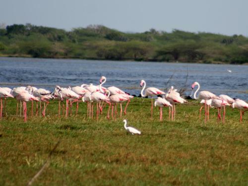 Hotel Mahoora Tented Safari Camp - Bundala