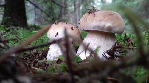 Apartamento Pensjonat Natura