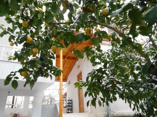 Bed & Breakfast Ahmeti