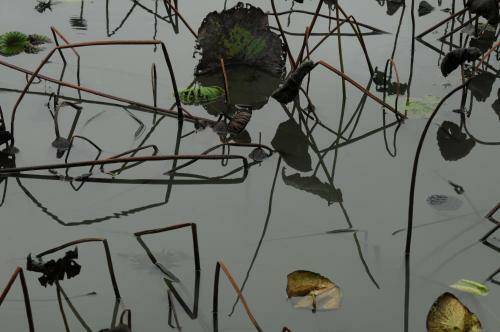 Bed & Breakfast Lotus Hostel Beicheng Zhuang