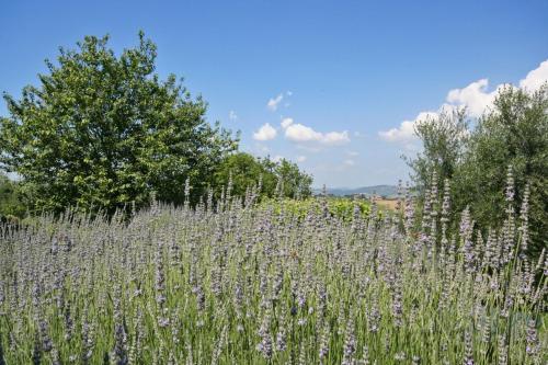 Agroturismo Podere Il Pino