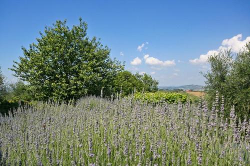 Agroturismo Podere Il Pino