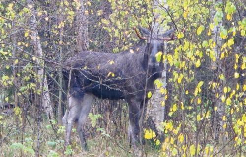 Holiday Home Torrskog Bengtsfors