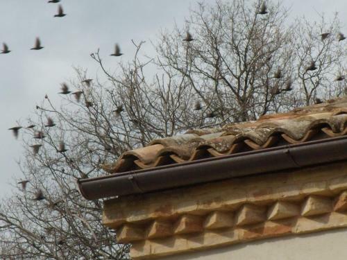 Hostal Agriturismo Il Gelso Antico