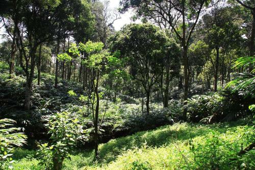Bed & Breakfast Kalarickal Heritage Bungalow