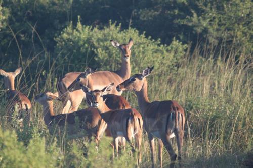 Bed & Breakfast Mpotshane Safaris