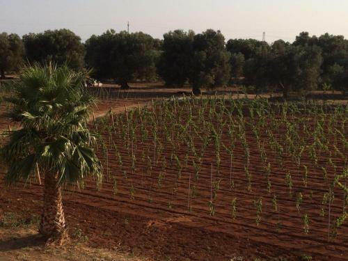 Agroturismo Tenuta Annibale