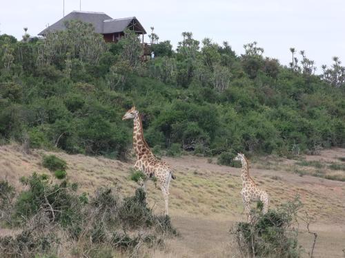 Hostal Addo Afrique Estate