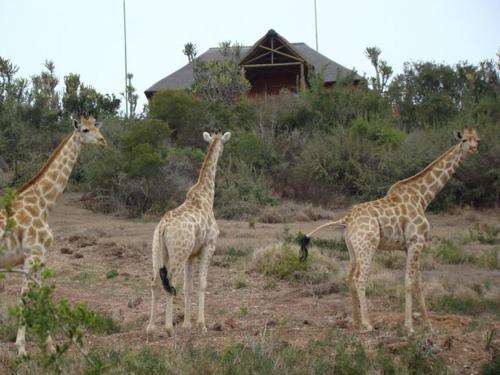 Hostal Addo Afrique Estate
