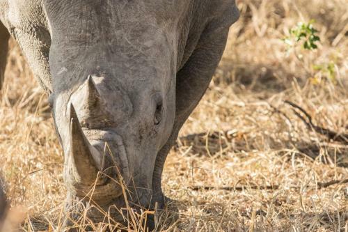 The River Lodge At Thornybush