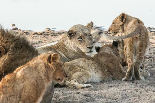 The River Lodge At Thornybush