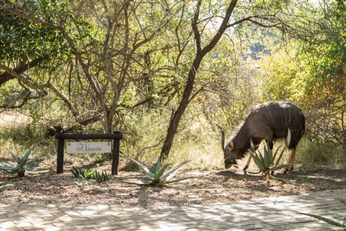 The River Lodge At Thornybush