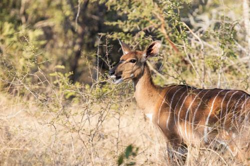 The River Lodge At Thornybush