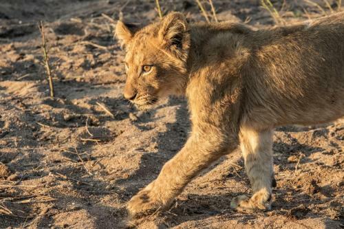 The River Lodge At Thornybush