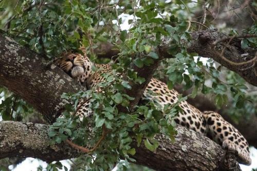 The River Lodge At Thornybush