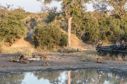 The River Lodge At Thornybush