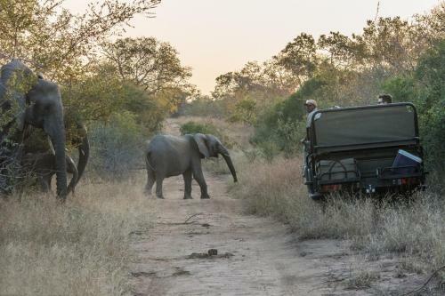 The River Lodge At Thornybush