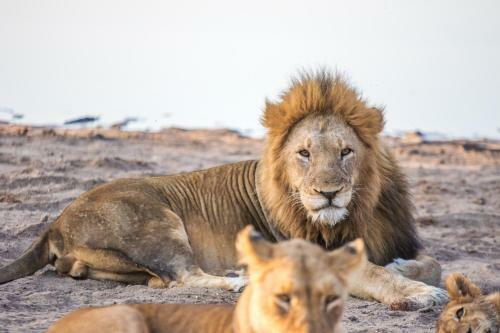 The River Lodge At Thornybush