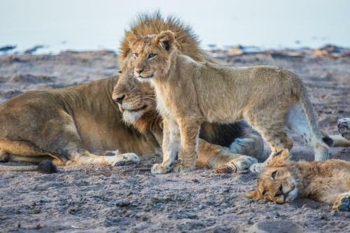 The River Lodge At Thornybush