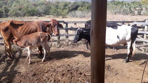 Agroturismo Est�ncia Maca�bas