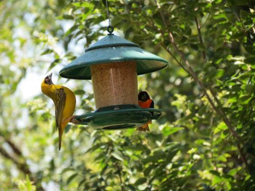 Meerkatplaats Guesthouse And B&B